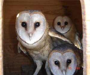 Voelidentifikasiekursus